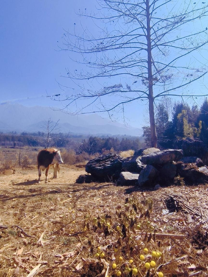 十一月云南旅游攻略腾冲 (从云南腾冲看云南旅游攻略)