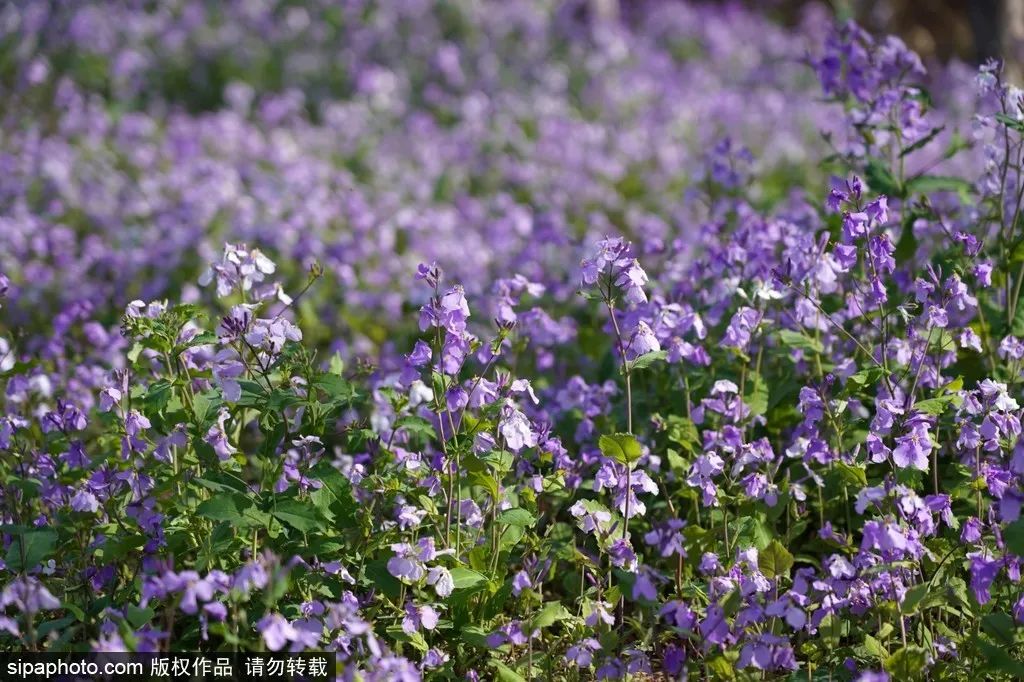 京城四月花事多,在二月兰花海中遇见小松鼠~