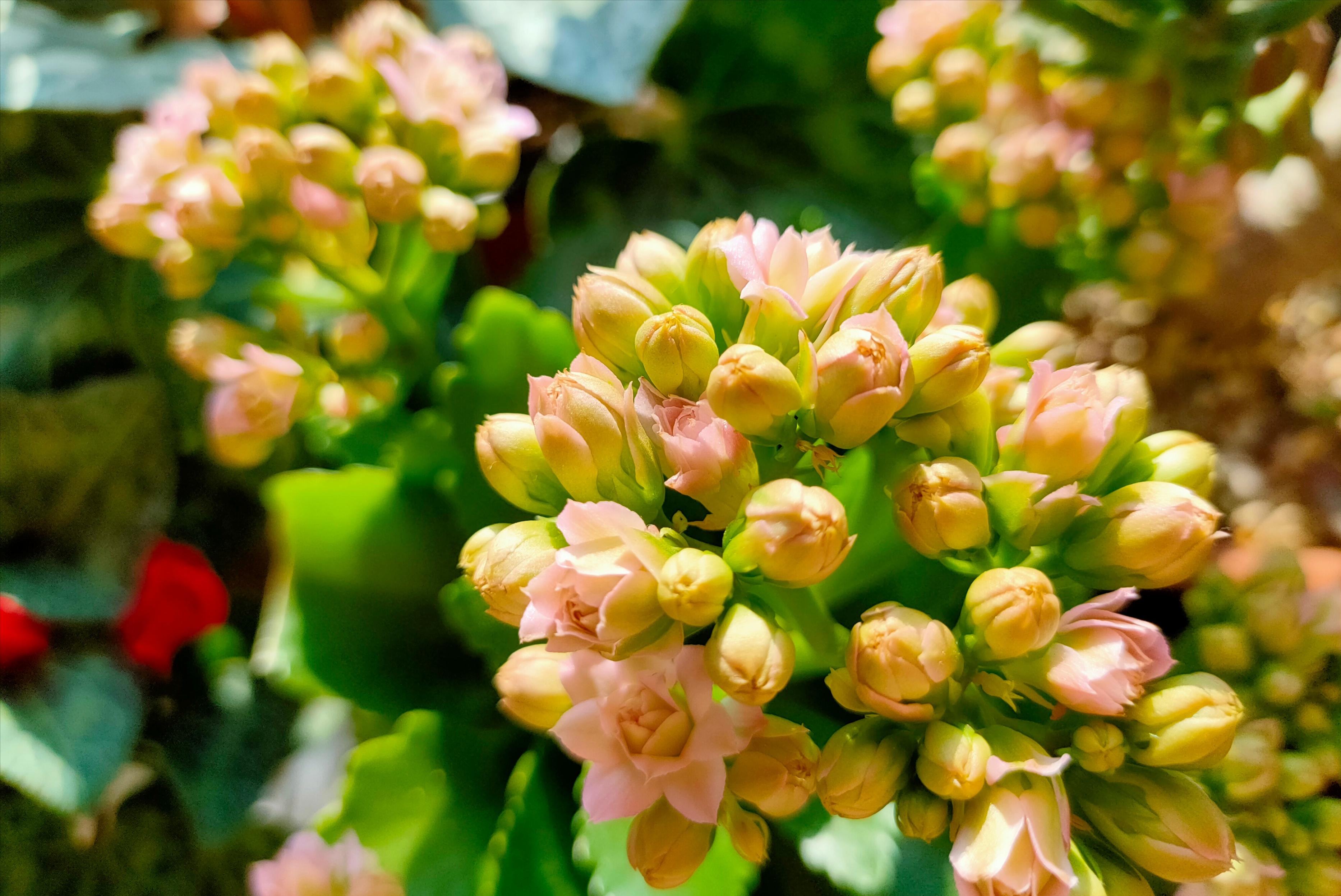 2-3月开花的花卉,3月底种花