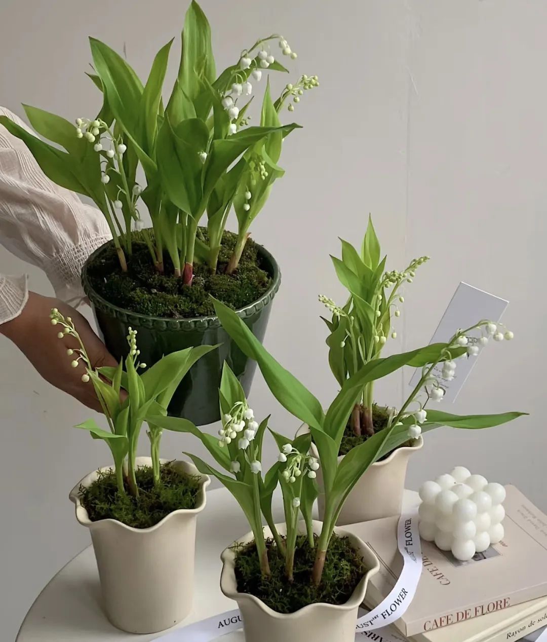 养花就养这几款好养易活,新手养花如何养便宜又好看