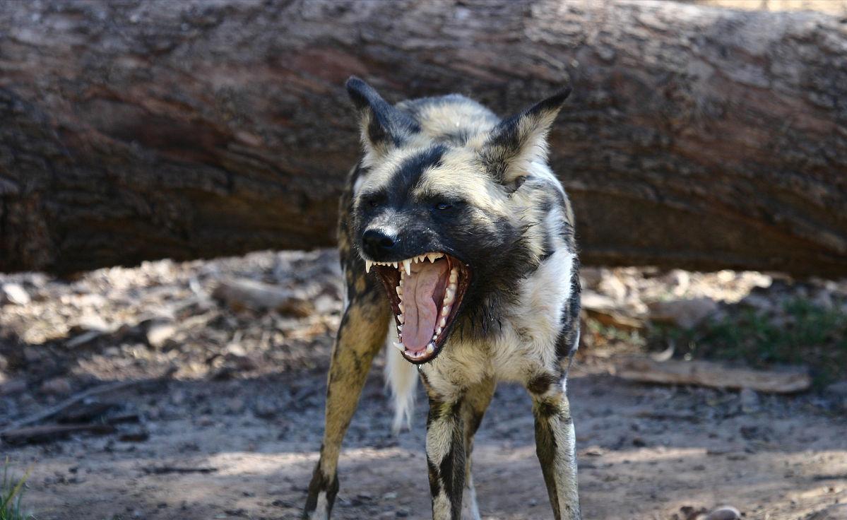 遇到恶犬攻击怎么办喊别动,遇到恶犬击打哪里