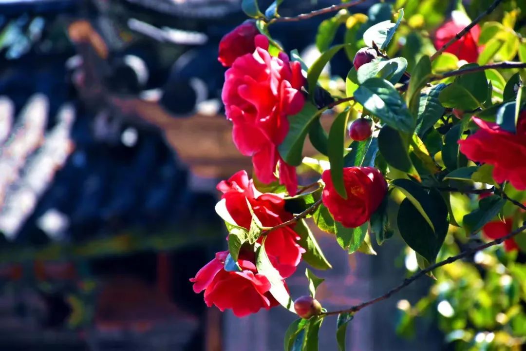 昆明七彩云南怎么样,七彩云南避暑家园