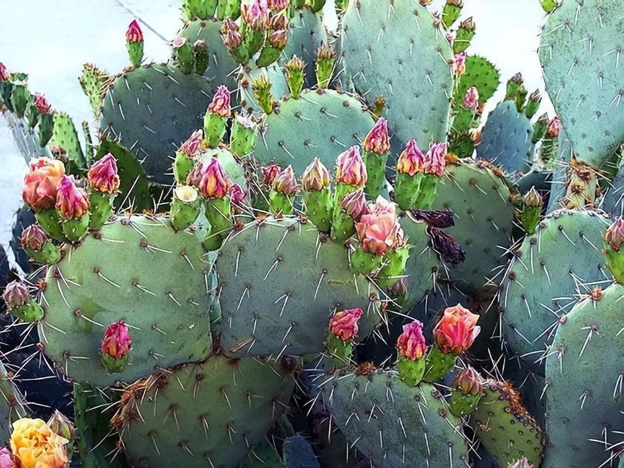 卧室适合放哪种花,室内净化空气的花卉