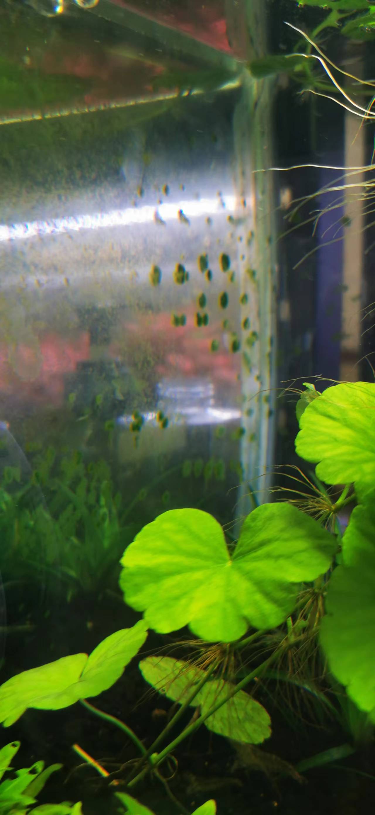 藻类植物可以预防疾病吗,杀菌盐可以预防藻类吗