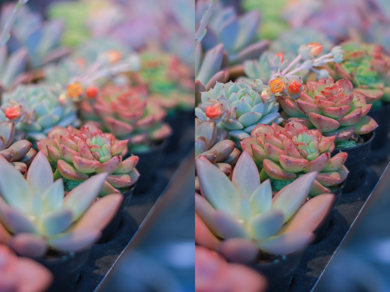 佳能eosr50详细介绍,佳能EosR50优缺点