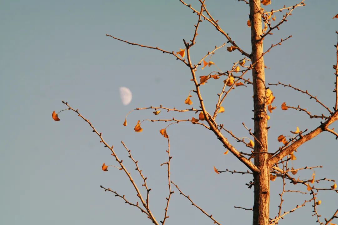 古代诗词中的月亮之美,诗词中的月亮朗诵