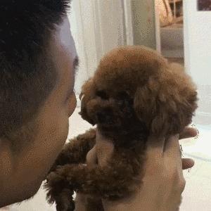 泰迪到底能不能养,为什么说泰迪很不好养呢