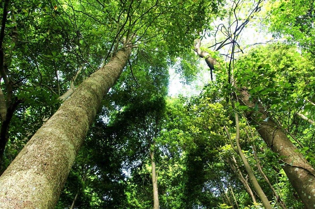 金丝楠木有多贵树苗才12元一棵,金丝楠木树一棵苗多少价格