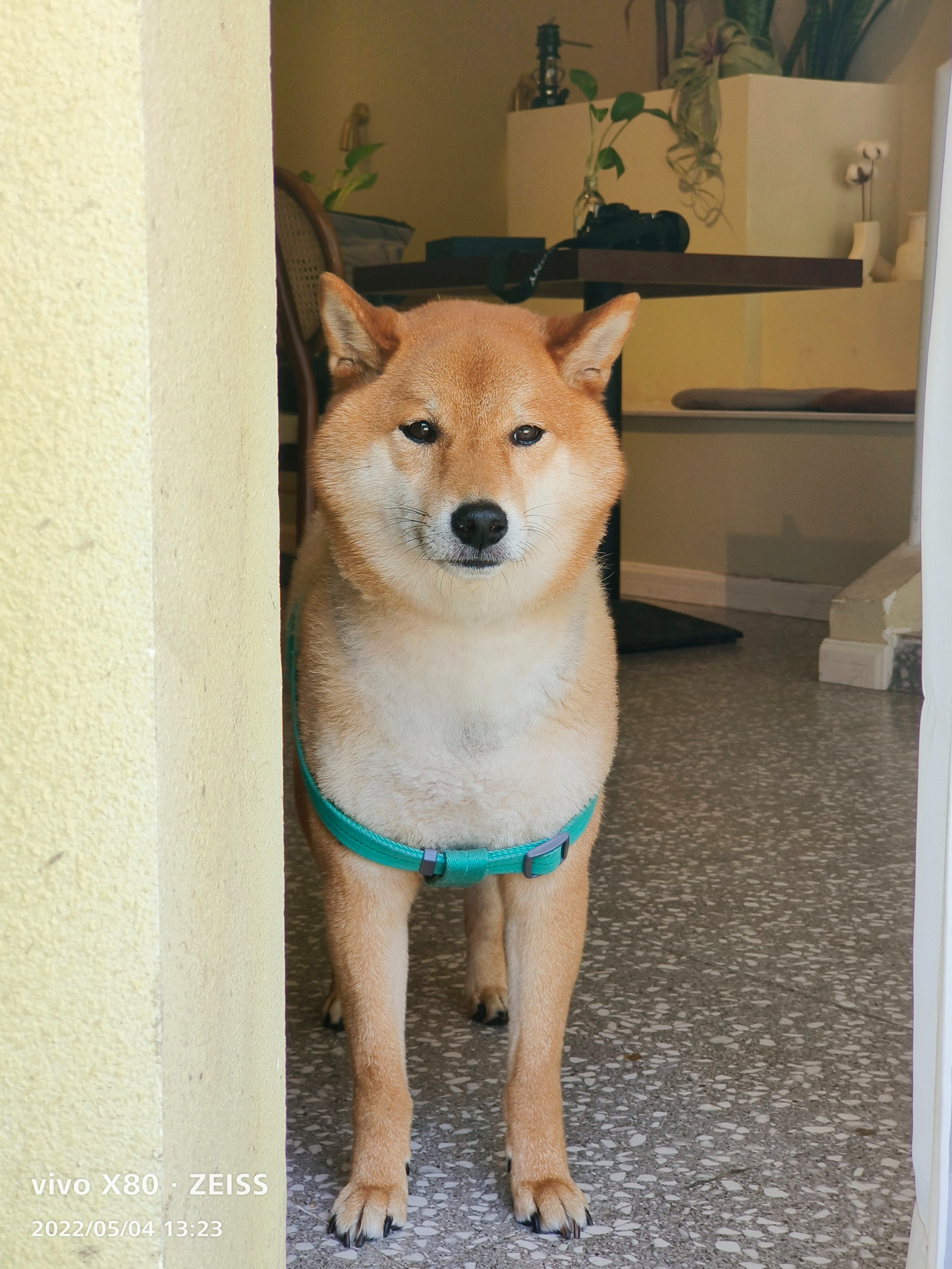 vivox80pro天玑9000吃鸡画质,vivox80pro旅程版抗摔测试