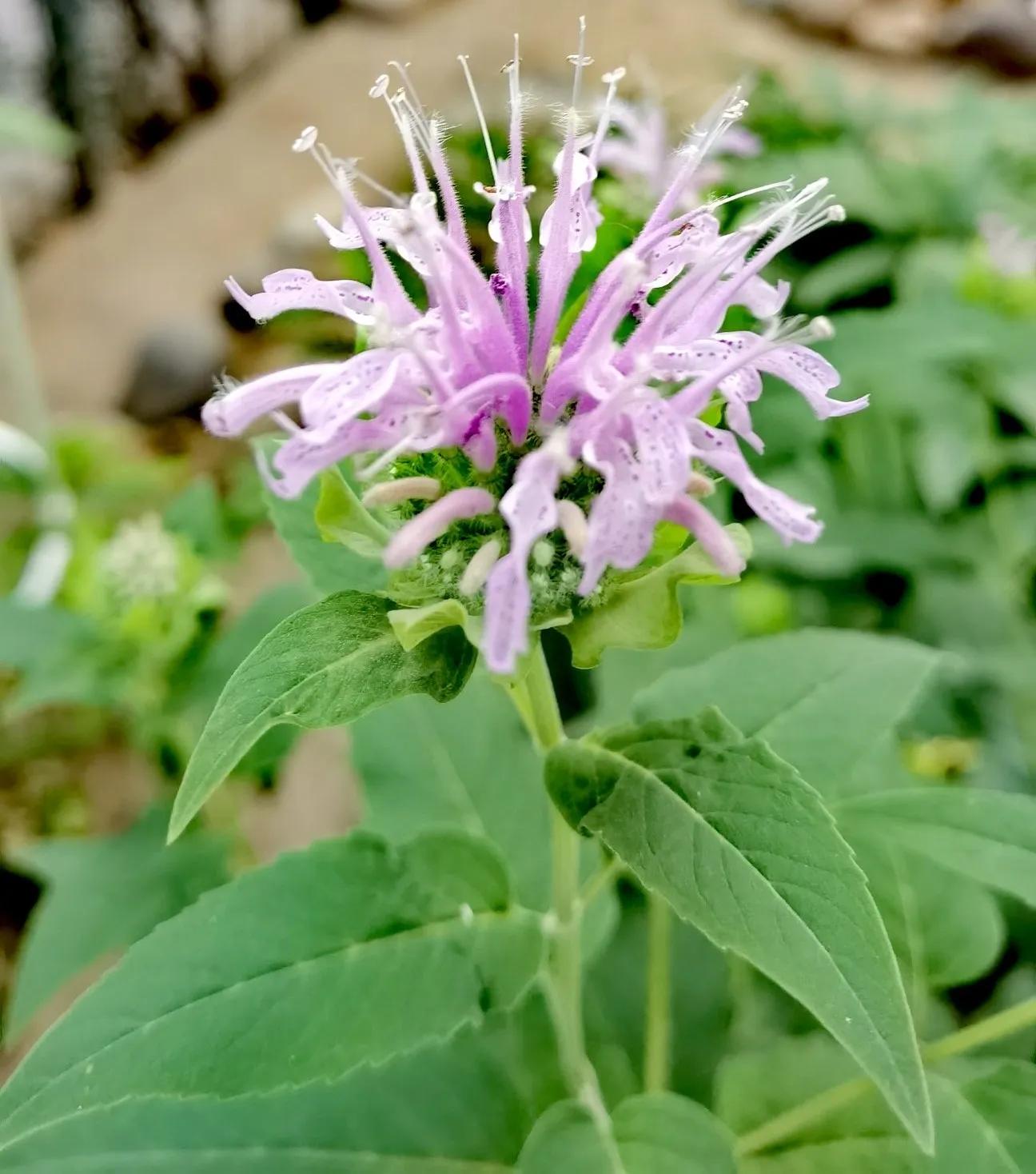 我的花草日记——顶着烈日开放的美国薄荷,坚守着一份清凉舒爽