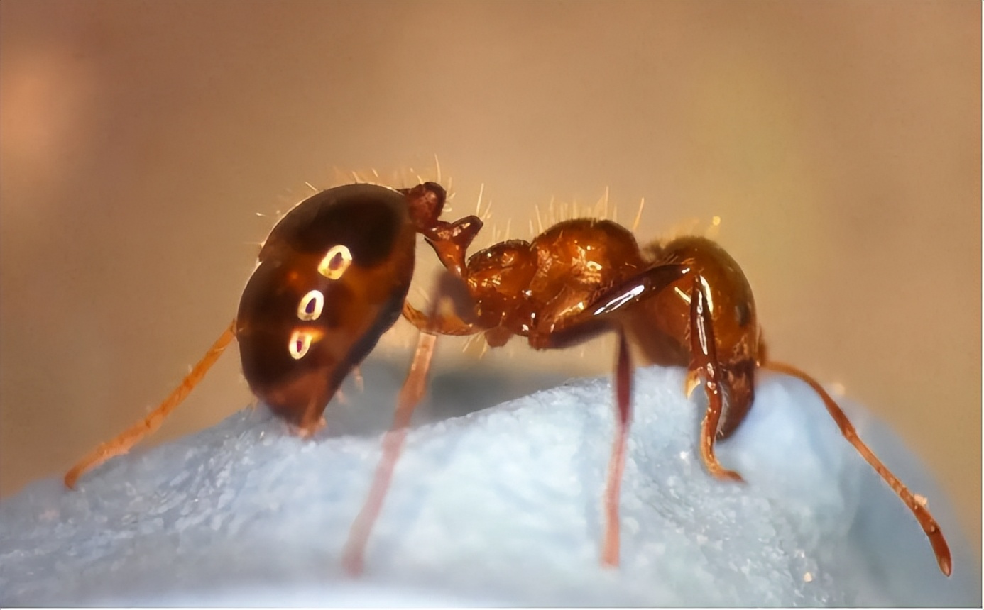 四川一男童被红火蚁咬到后来休克,男子被红火蚁咬伤完整视频