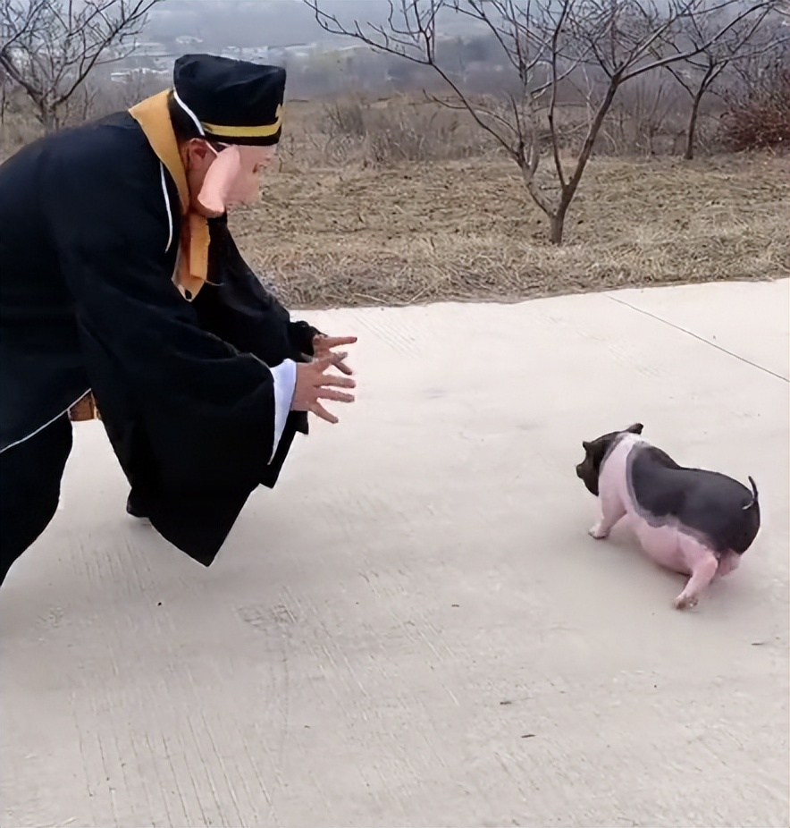 “狗界巅峰”：“把鸭当妈”骑鸭背上，全网最萌小狗吸粉550万