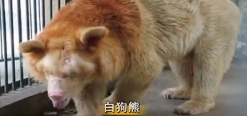 江西老农活捉神秘物种六不像,江西宜春老农上山捉到六不像