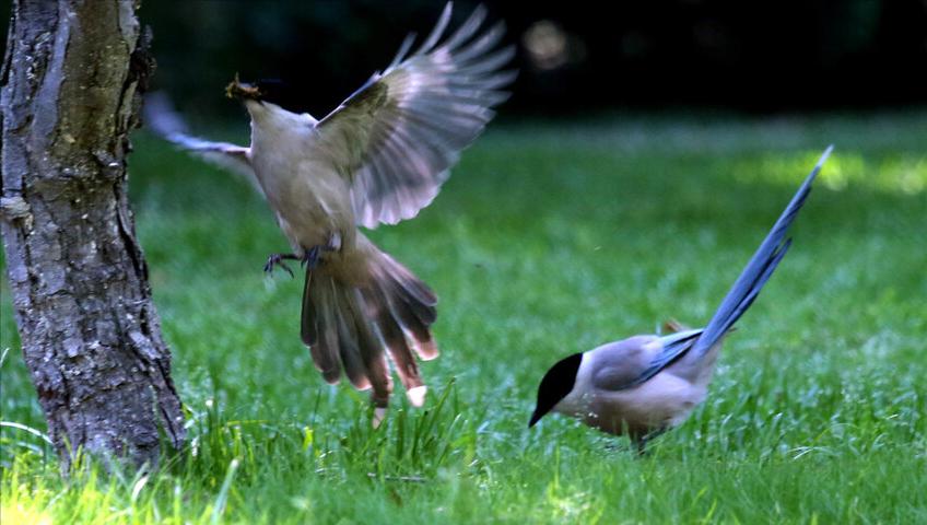 50张最佳鸟类摄影作品,鸟儿大全大图