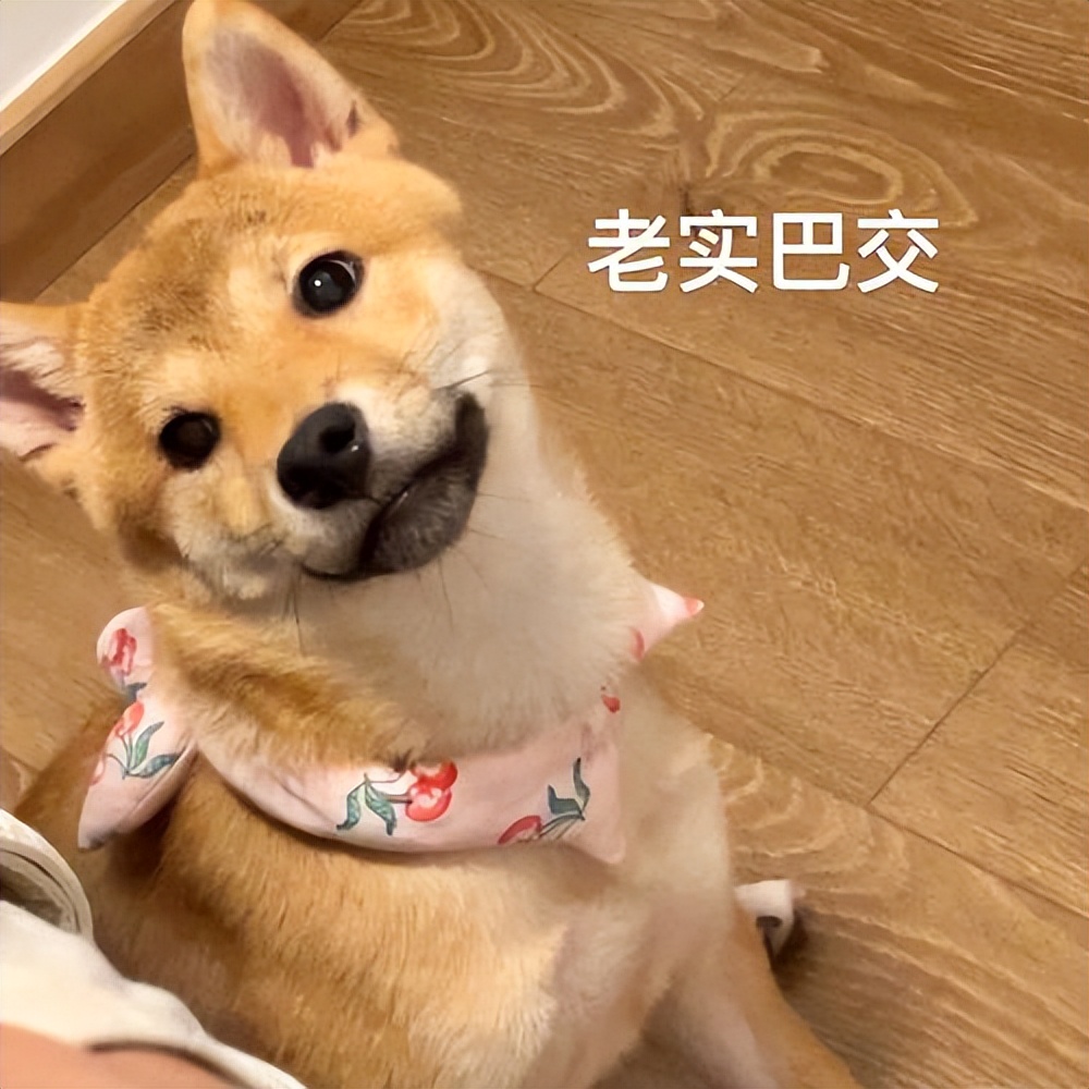 幼犬喂养小知识有哪些 (小马犬幼犬喂养小知识)