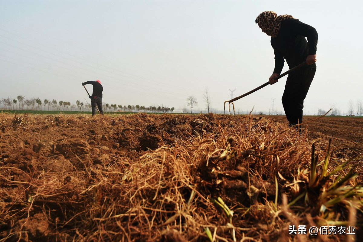 药材最新种植骗局揭秘,农村种植中药材靠谱吗