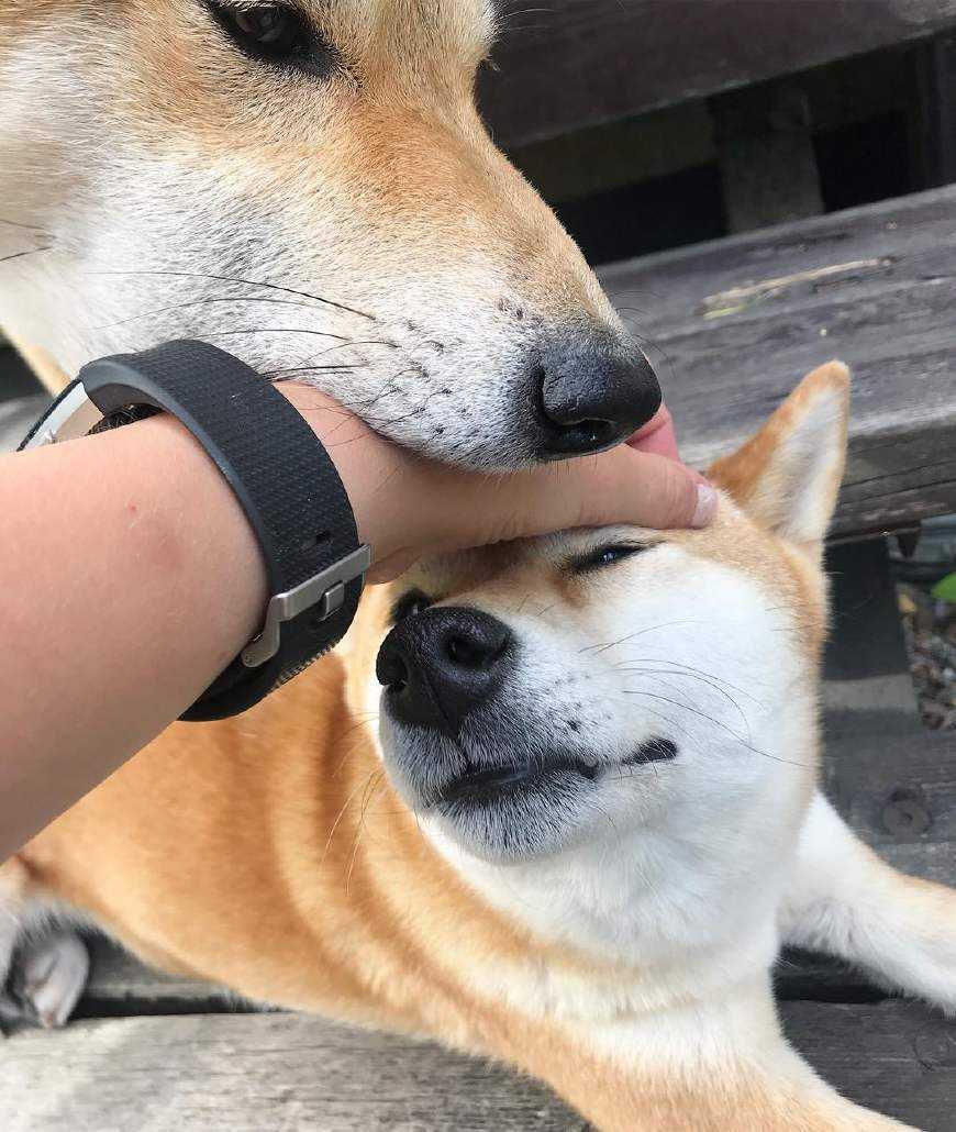 怎样判断狗狗是中型犬还是小型犬,如何判断狗狗的犬型