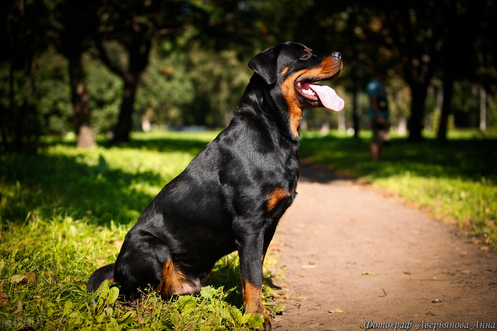 世界上最凶恶的狗子排名,十大世界上最凶狠的狗排名