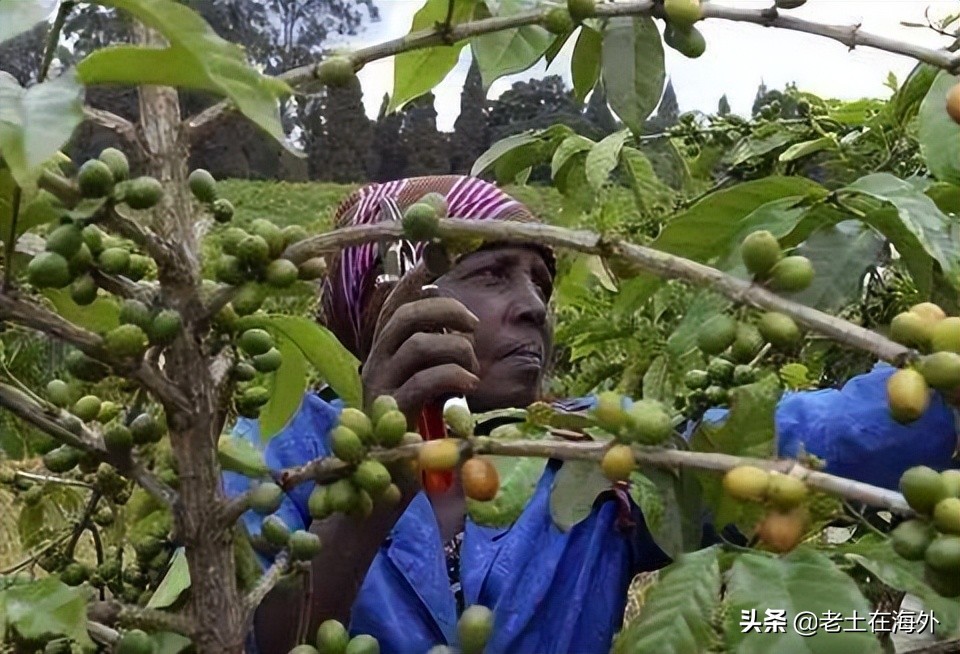 中国人在安哥拉现状如何,中国人在安哥拉现状怎么样