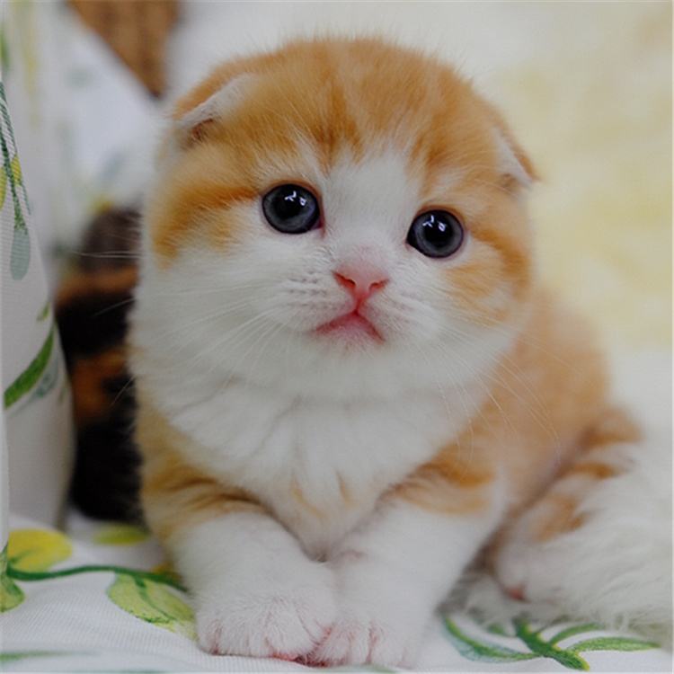 路上遇见这种猫一定要捡回家,捡到这五种猫一定要带回家