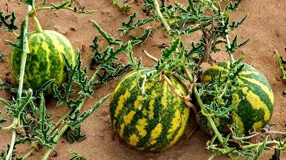 沙漠遍地西瓜,沙漠西瓜当地村民再渴也不要去吃