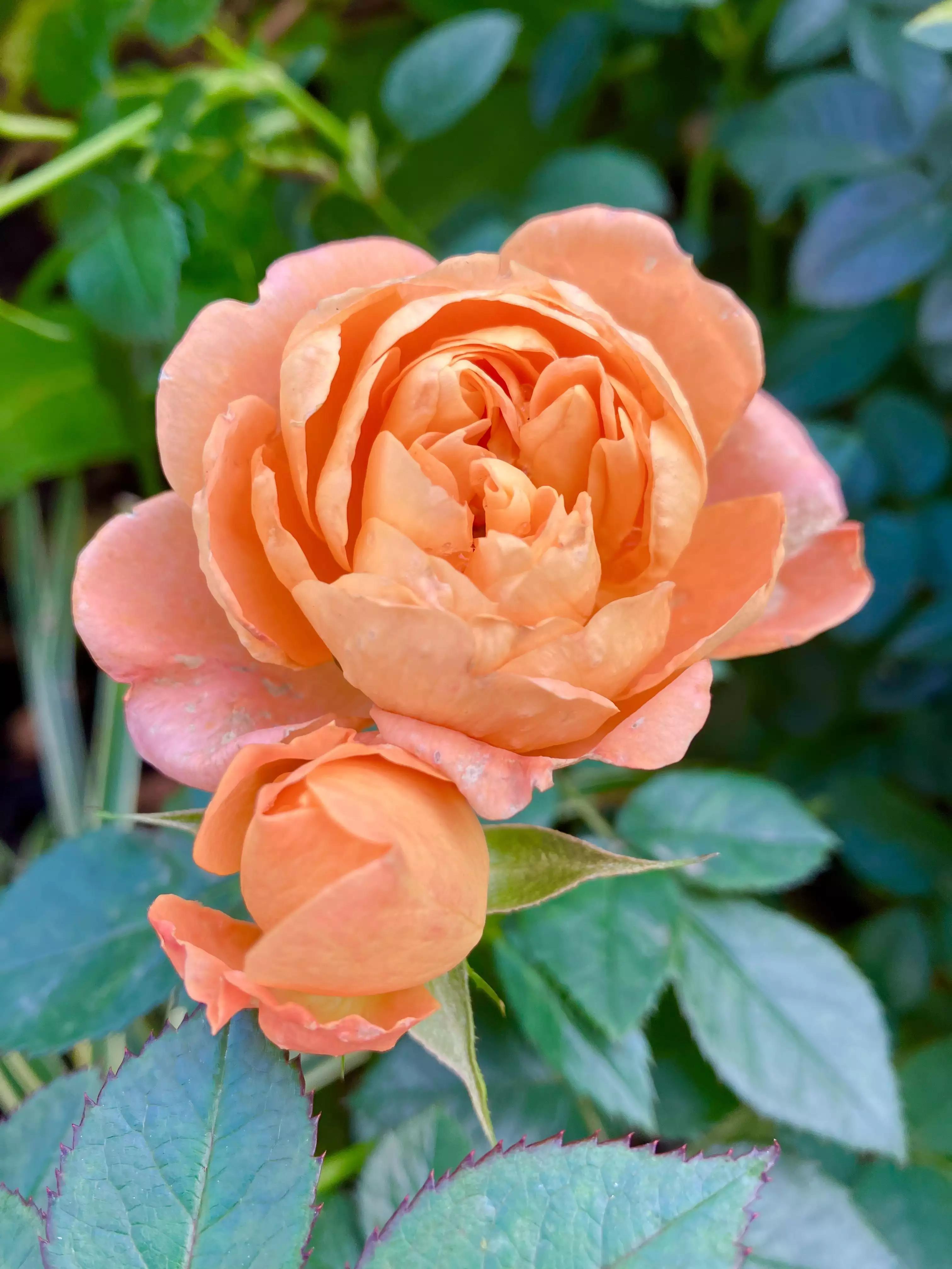 认识各种花的花名,认识各种花的名称