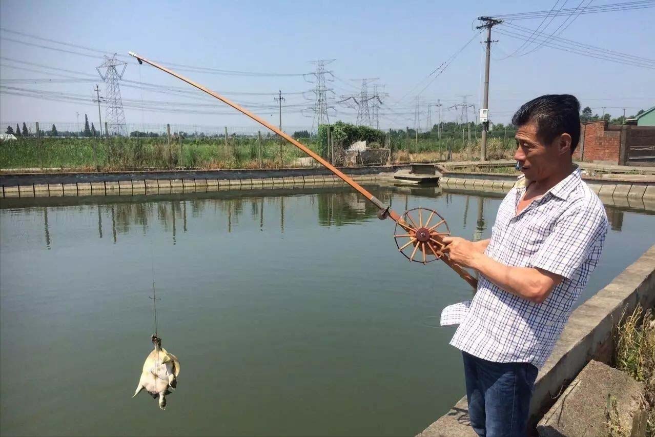 佛罗里达鳖为什么就破坏了生态,佛罗里达鳖是云南入侵物种吗