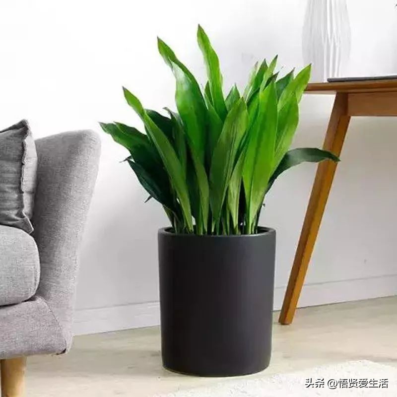 养什么花可以预防甲醛,什么花除甲醛且无毒