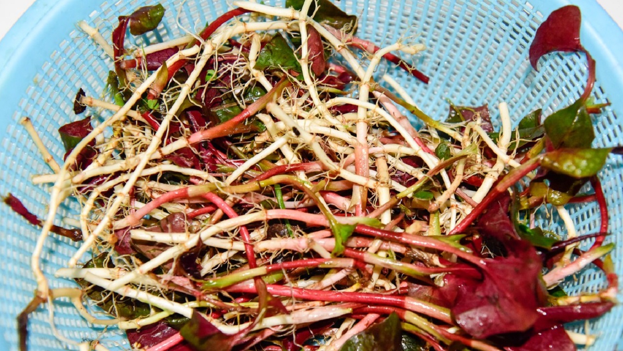 鱼腥草含“马兜铃酸”,有肾毒还致癌?真相你可能不太了解