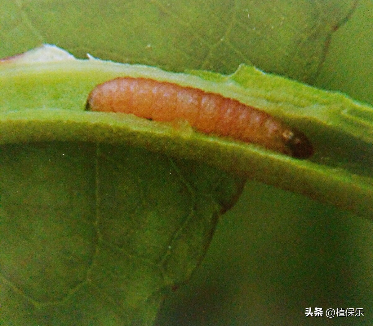 食心虫难治，试试这个药剂，速效又长效