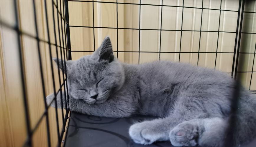 养蓝猫最忌主人什么行为,养蓝猫的7大禁忌