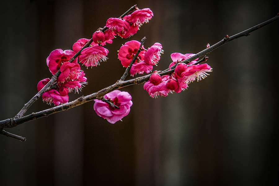 春色满园关不住表达什么之情,满园春色关不住一枝红杏是啥意思