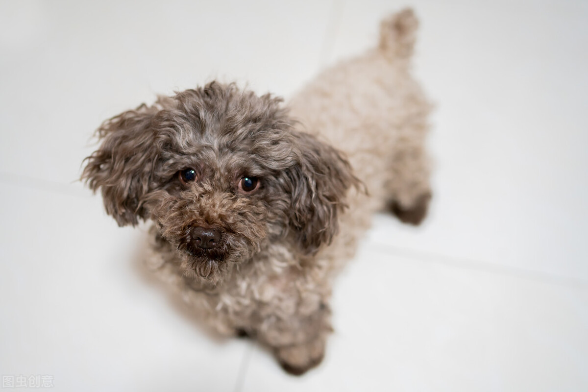 泰迪的正常训练100个技巧,泰迪应该训练什么比较好