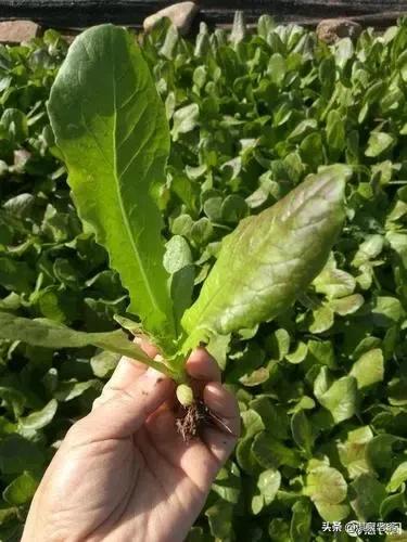 莴苣裂茎的原因,莴苣裂口用哪些药防治