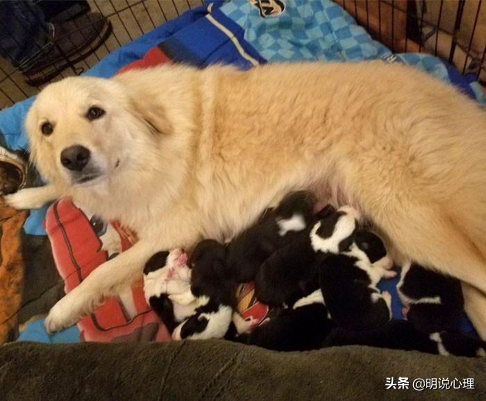 猫咪和鼠鼠的故事,猫和鼠的友谊真实故事