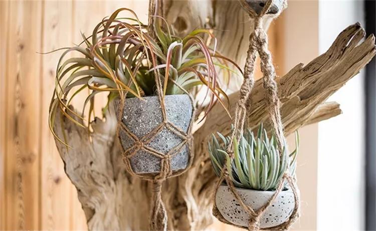 入门玄关适合摆放什么花草好看,新房装修好放什么花草好