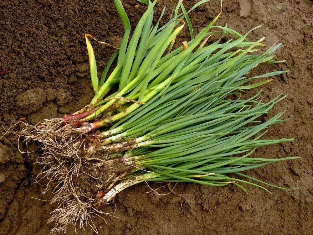 收集与五有关的文化常识,语文必修五文化常识