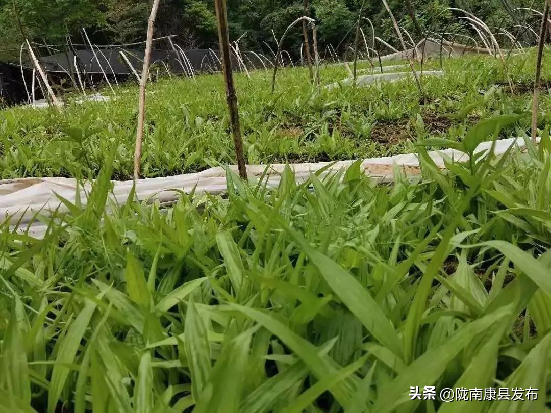 【身边榜样】（第4期）——三河坝镇县政协委员郭睿：乡村振兴路上的产业致富带头人