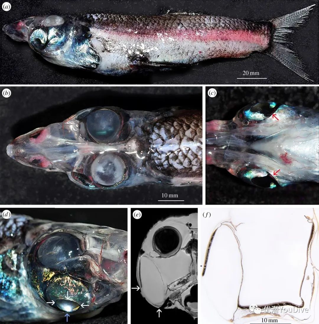 异形怪物万圣节,万圣节之诡异怪谈