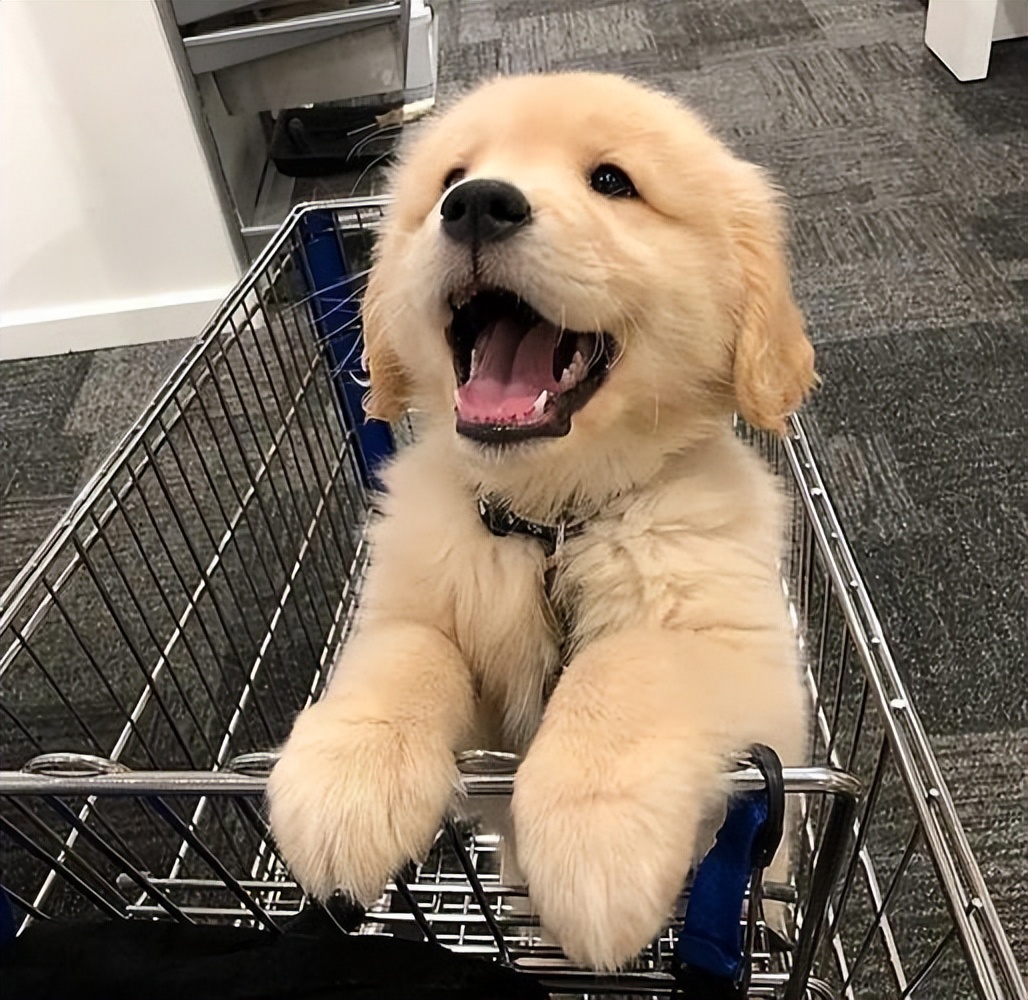 进口狗粮哪个性价比高,海洋之星狗粮是国产还是进口的