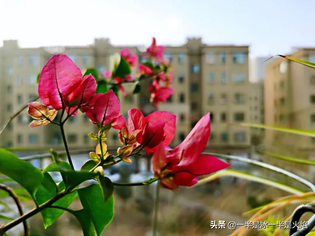 散文诗：看正好的花，见想见的人