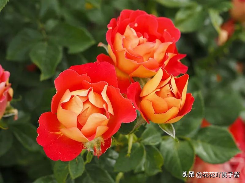 2019月季新品种金奖,超新品月季有哪些品种