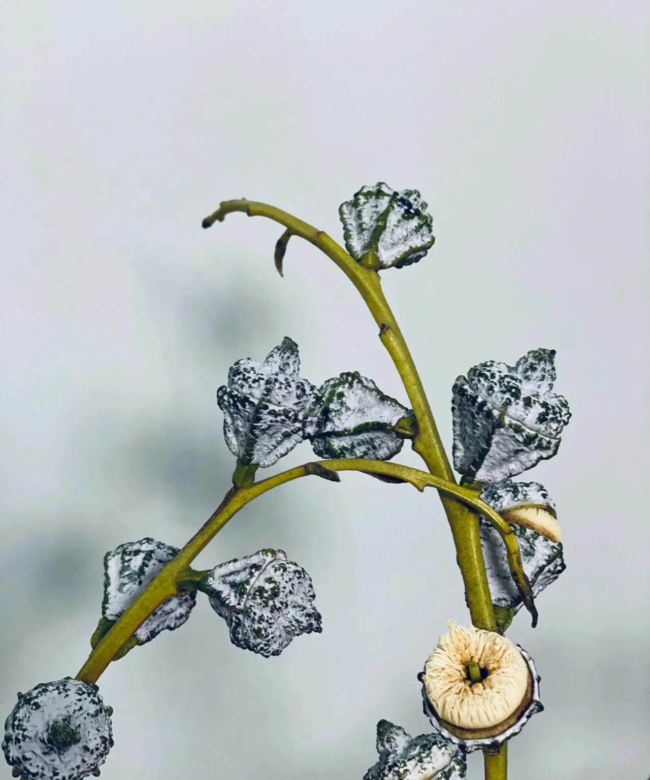 小众的花材,小众又高级的花材