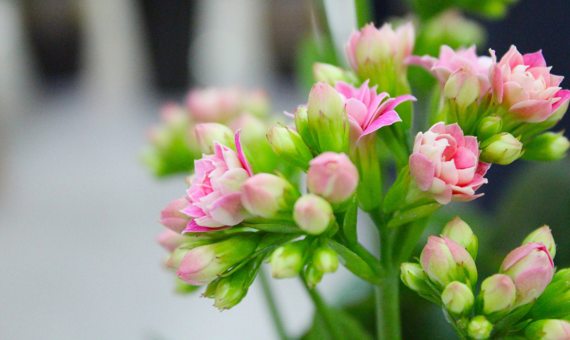 镜面舌的治疗方法,镜面舌是哪里有问题