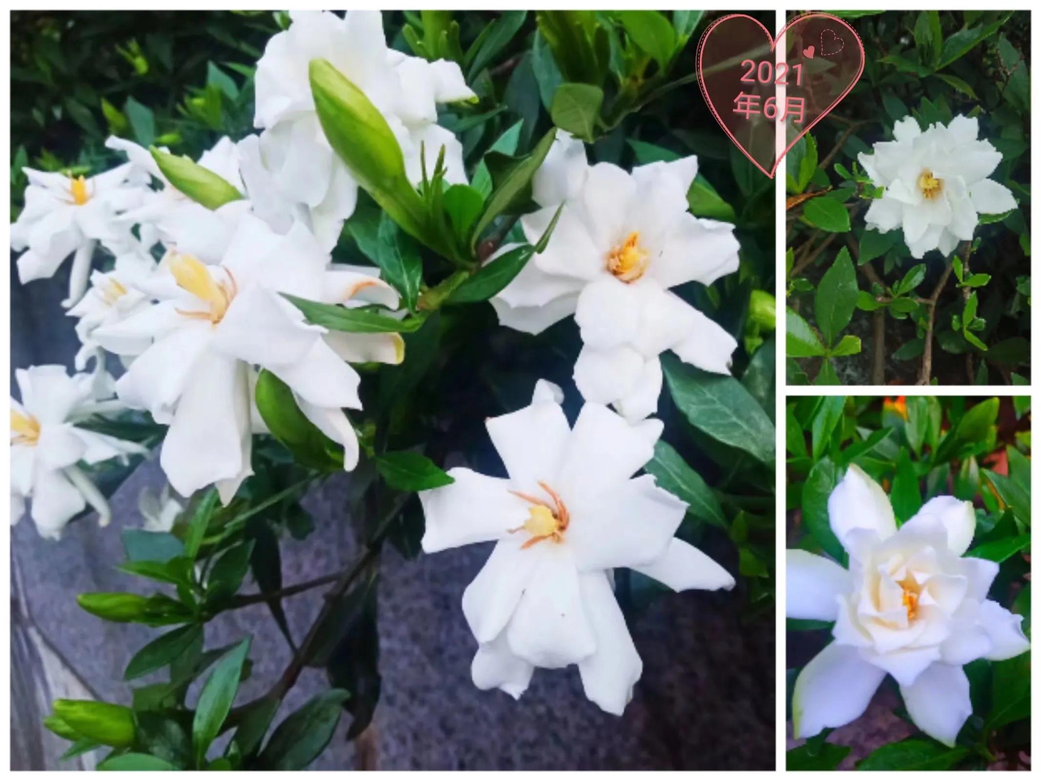 四年栀花开，我们终究离别