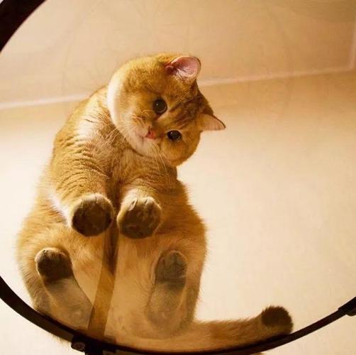 养猫首选这3种猫既便宜又好养,养猫和养狗哪个开销便宜点