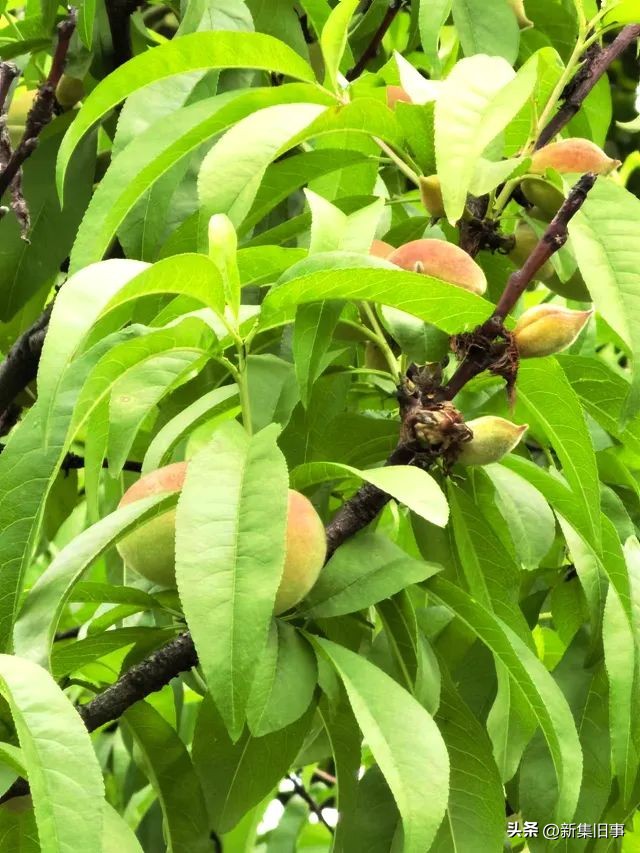 童年趣事小伙伴摘枣,童年趣事摘花籽