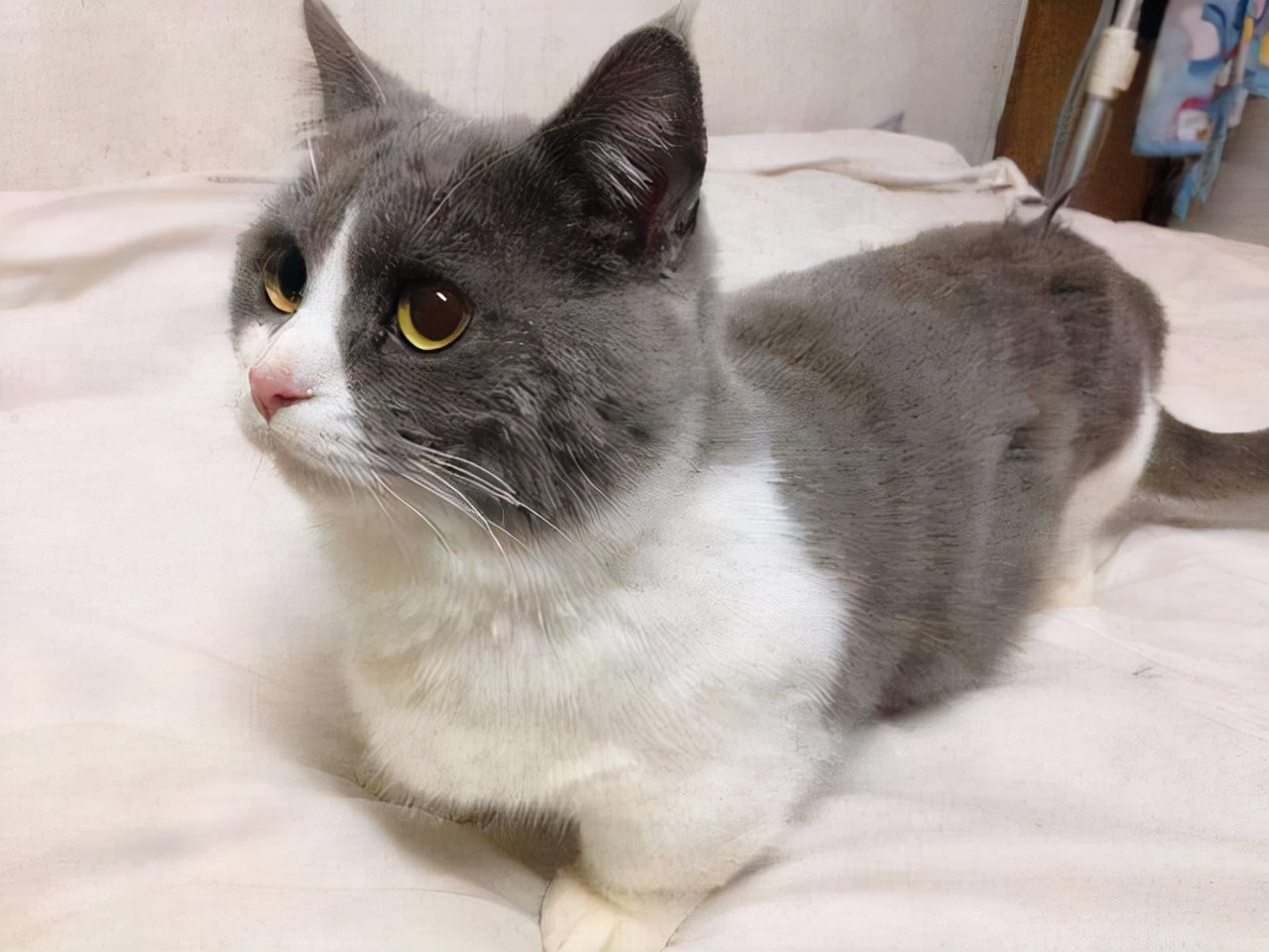 英短金渐层猫的缺点,英短猫的通病