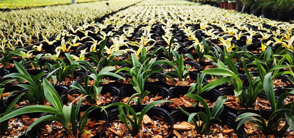 鍥藉叞绉嶈嫍,灞变笢鍥藉叞绉嶈嫍