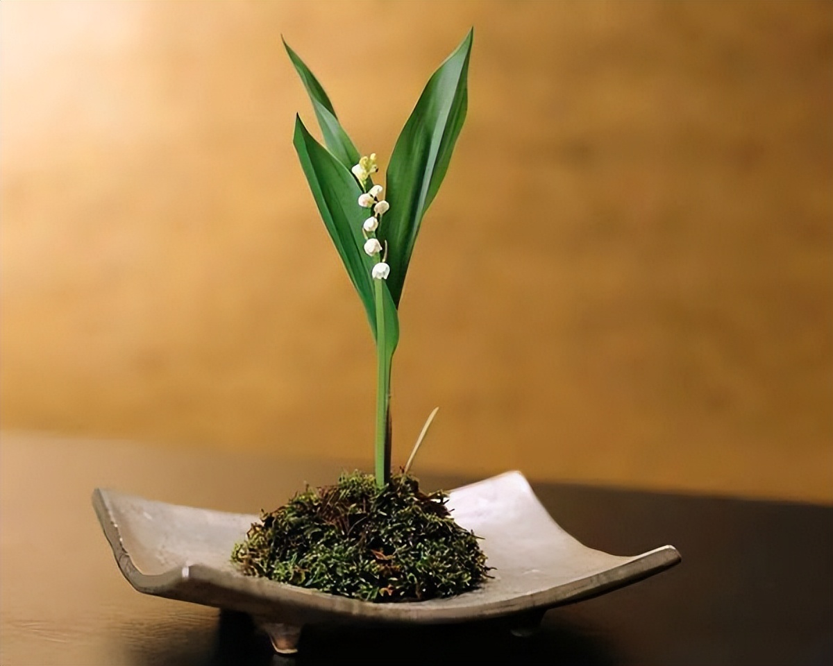 日式插花小原流花道,日式插花的13个基本技巧